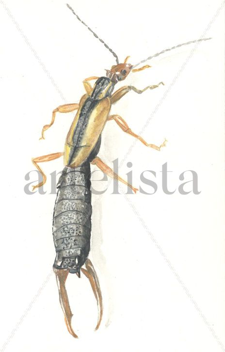Tijerilla
