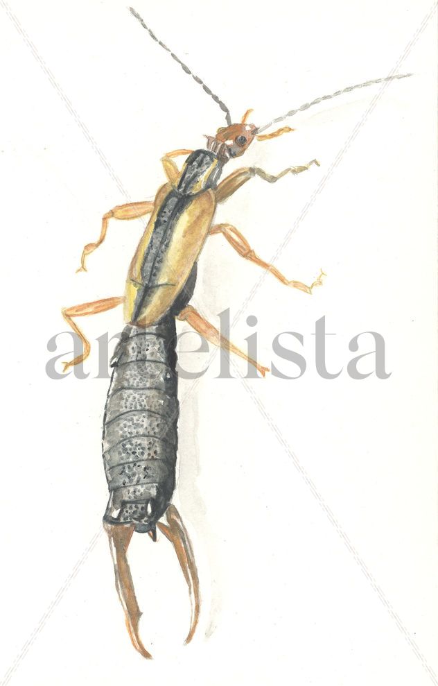 Tijerilla