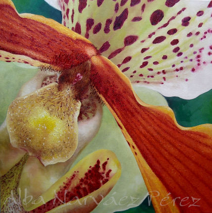 Orquídea
