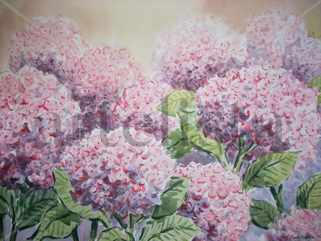 HORTENCIAS EN TONOS ROSADOS