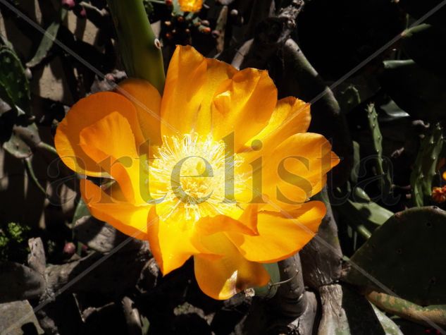 FLOR DE CACTUS 2 Naturaleza Color (Digital)