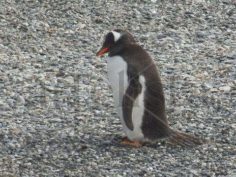 Pingüino papúa