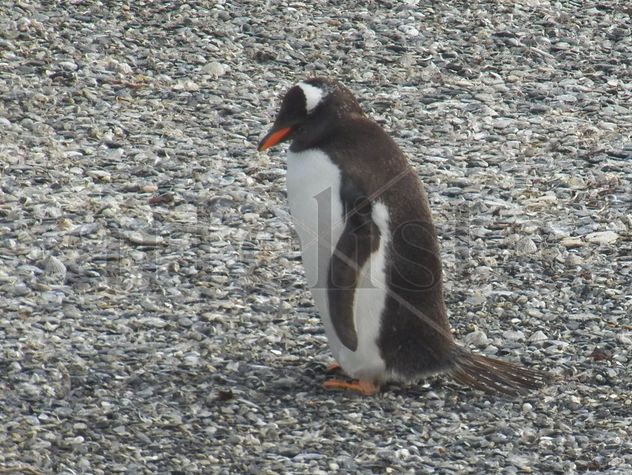 PINGÜINO PAPÚA