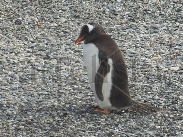 PINGÜINO PAPÚA Naturaleza Color (Digital)