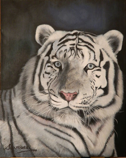 Un tigre blanco Acrylic Canvas Animals