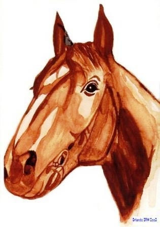 Cabeça de Cavalo Watercolour Card Animals