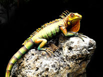 Iguana tropical