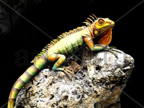 Iguana tropical