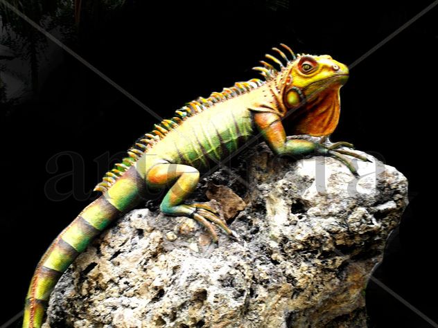 IGUANA TROPICAL
