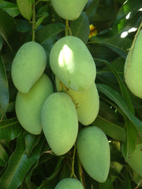 Mangoes