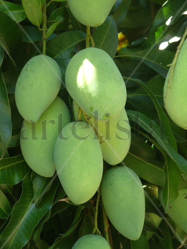 Mangoes