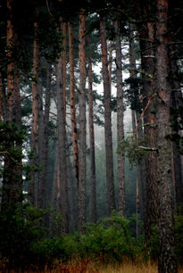 Niebla entre árboles