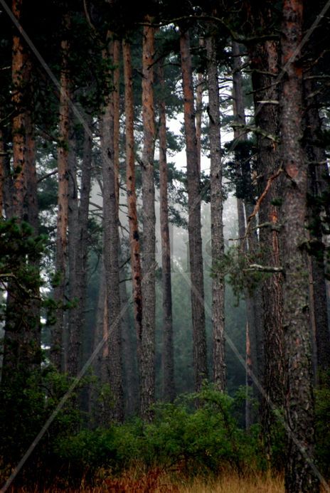 Niebla entre árboles