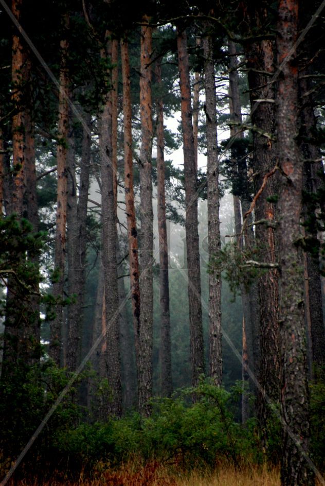 Niebla entre árboles