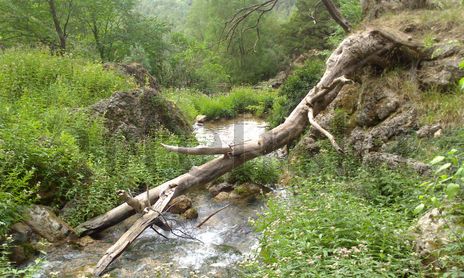 NATURALEZA MUERTA