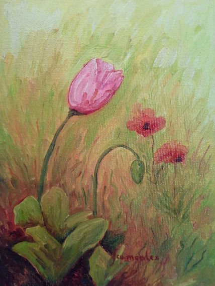 Amapola en capullo