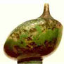 GINKGO BILOBA