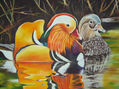 pareja de patos silvestres