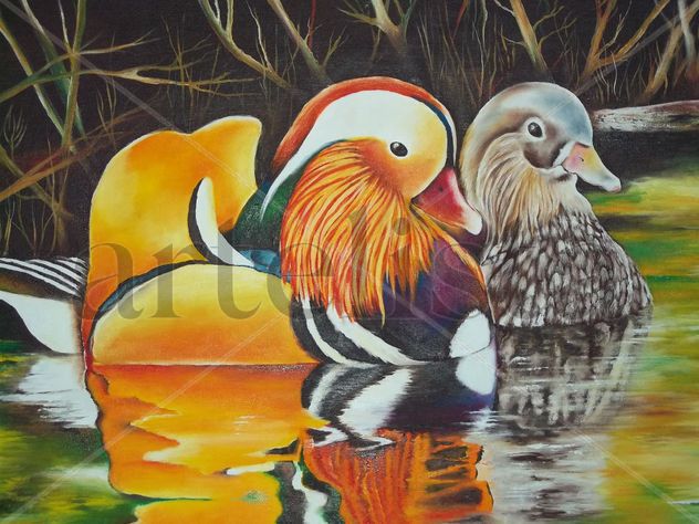 pareja de patos silvestres