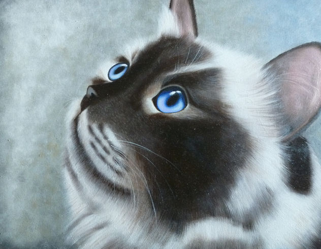MIRADA FELINA