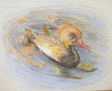 pato4