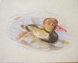 pato5