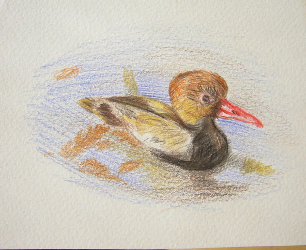 pato5
