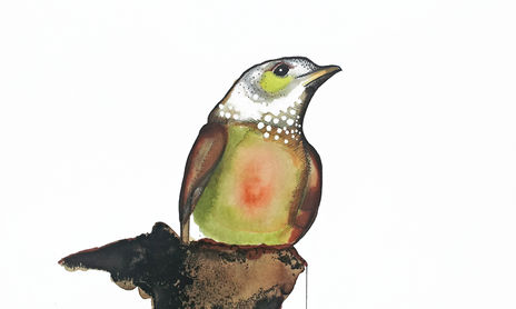 Birdoj (Aves)