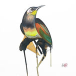 Birdoj (Aves) thumbnail 1