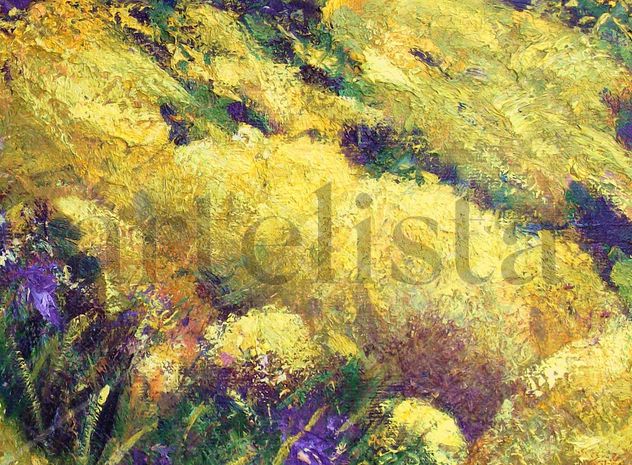 Genista de sol