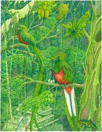Quetzal II