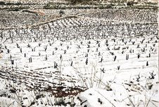Viñas 2