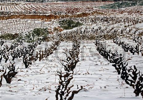 Viñas 8