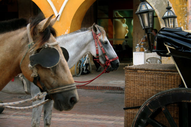 "Equinos en la plaza de la ciudad amurallada"