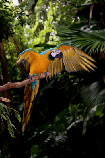 Guacamaya Naturaleza Color (Digital)