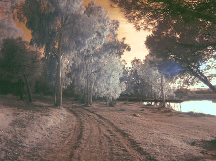 Bosque tristeza