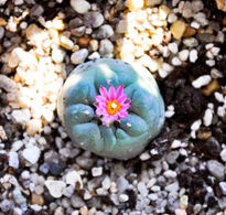 Lophophora decipiens