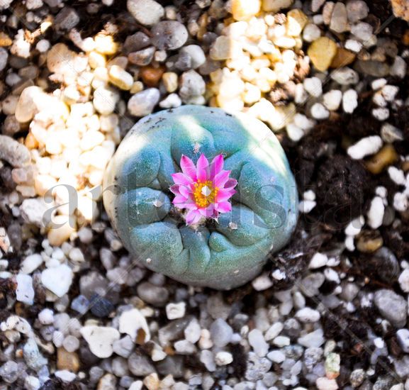 Lophophora decipiens Nature Color (Digital)