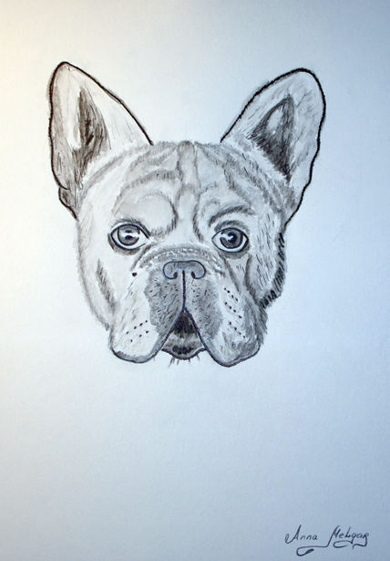 Buldog Frances