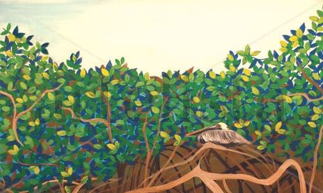 DARWIN SAGA 2008 - 2009