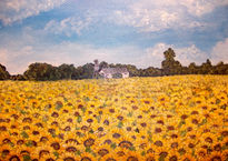 Campo de girasoles