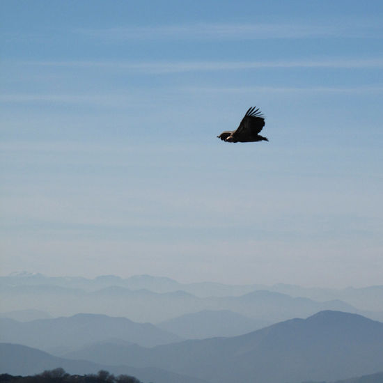 Sobrevolando Naturaleza Color (Digital)