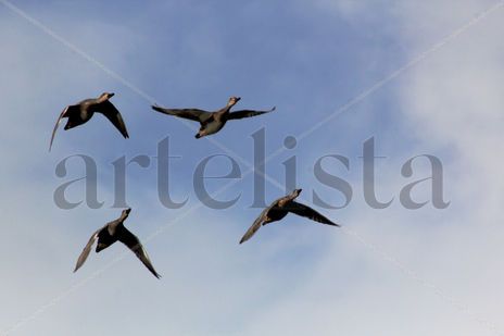 Patos