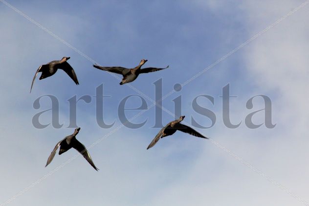 Patos