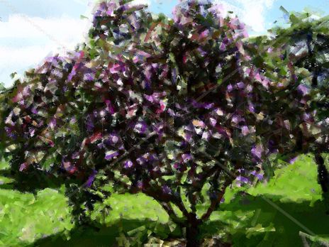 Arbol campestre