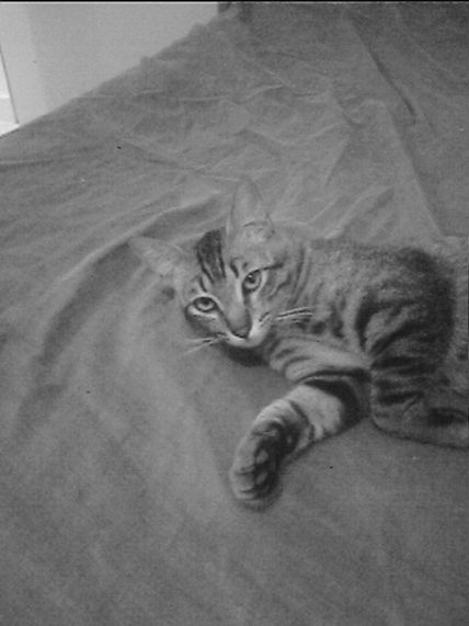 Mirada de gato 2