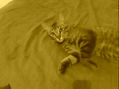 mirada de gato 3