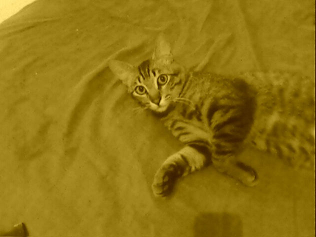 mirada de gato 3