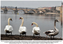 El cisne blanco