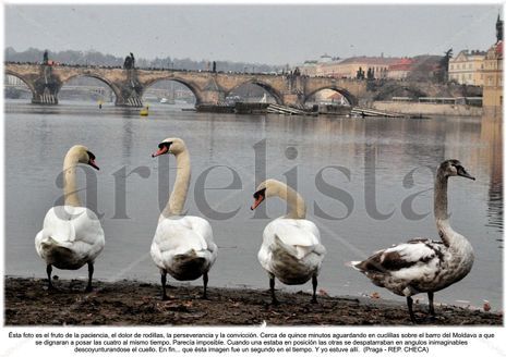 El cisne blanco